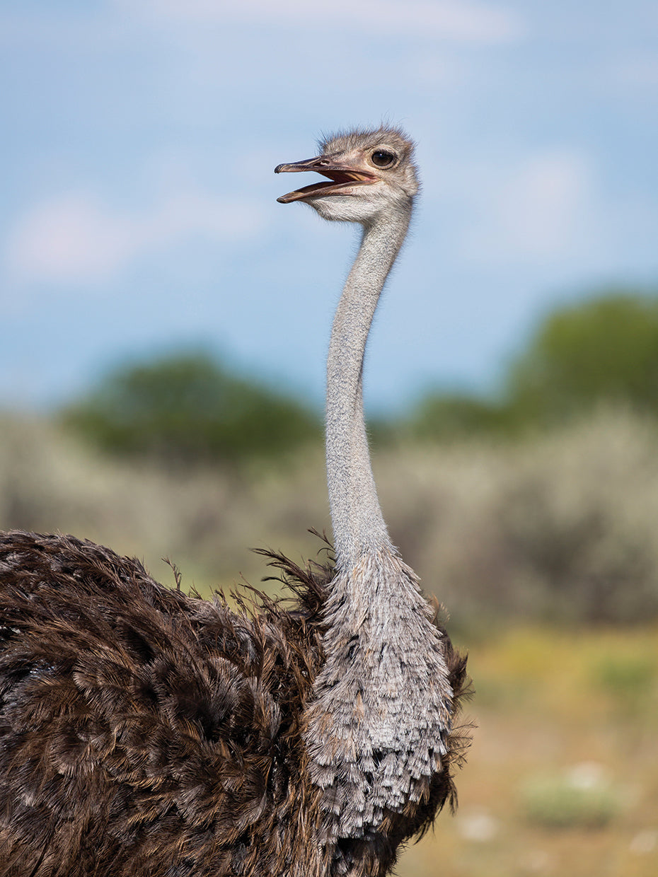 Avestruz africana salvaje Lienzo