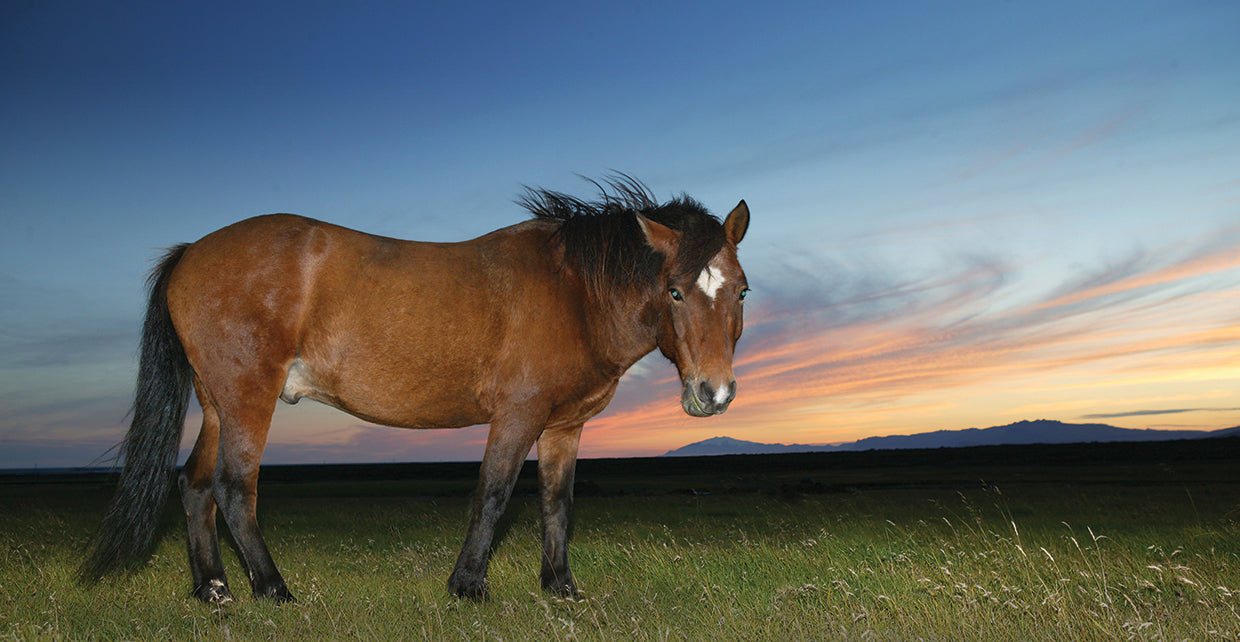 Icelandic Sunset Horse