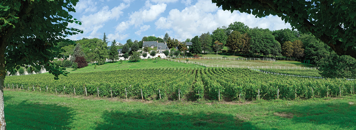 Viñedo del Valle del Loira Lienzo