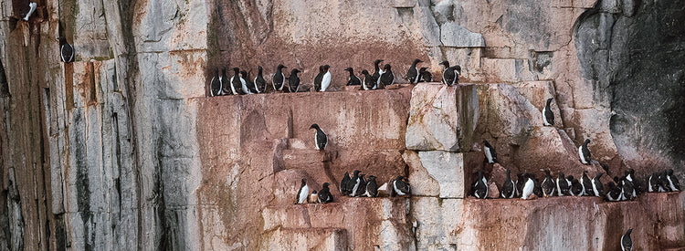 Pingüinos de acantilado noruegos Lienzo