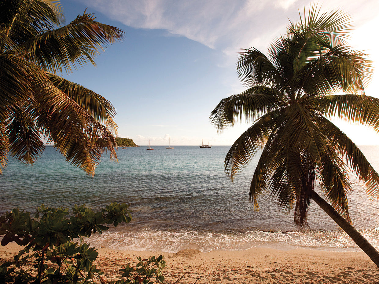 Puerto Rico Palm Trees