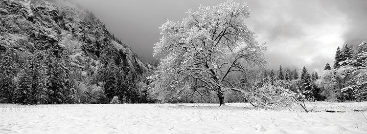 Valle del roble de Yosemite Lienzo