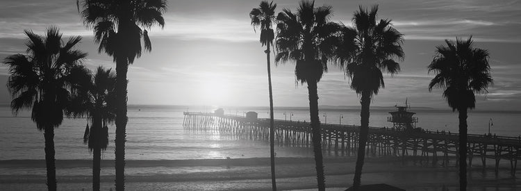 San Clemente Palm Trees