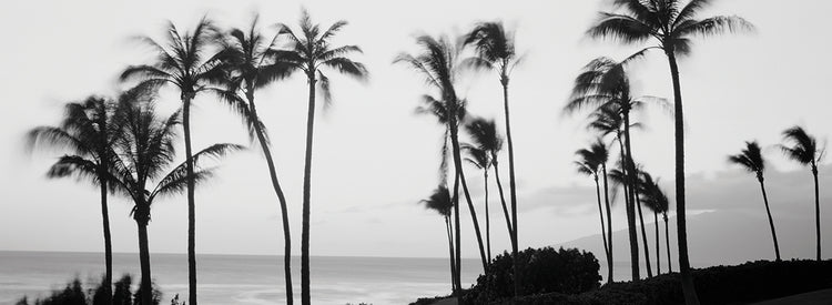 Evening Breezes Palms