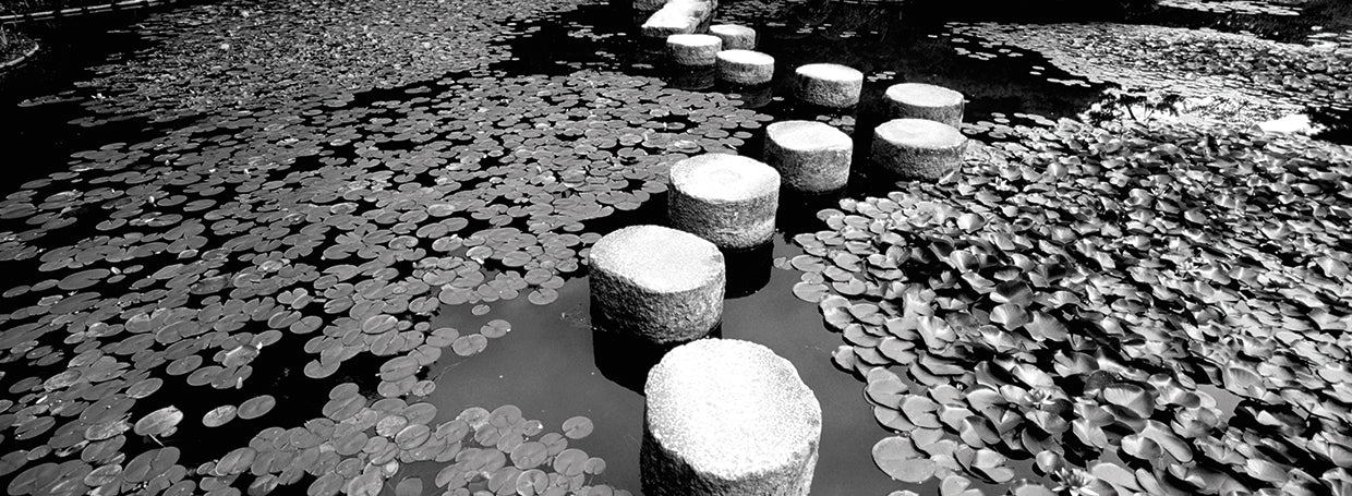 Lirios de agua de Kyoto Japón Lienzo