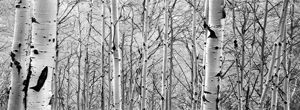Fantasía del bosque de Aspen Lienzo