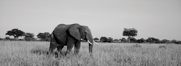 Elefante de elegancia exótica Lienzo