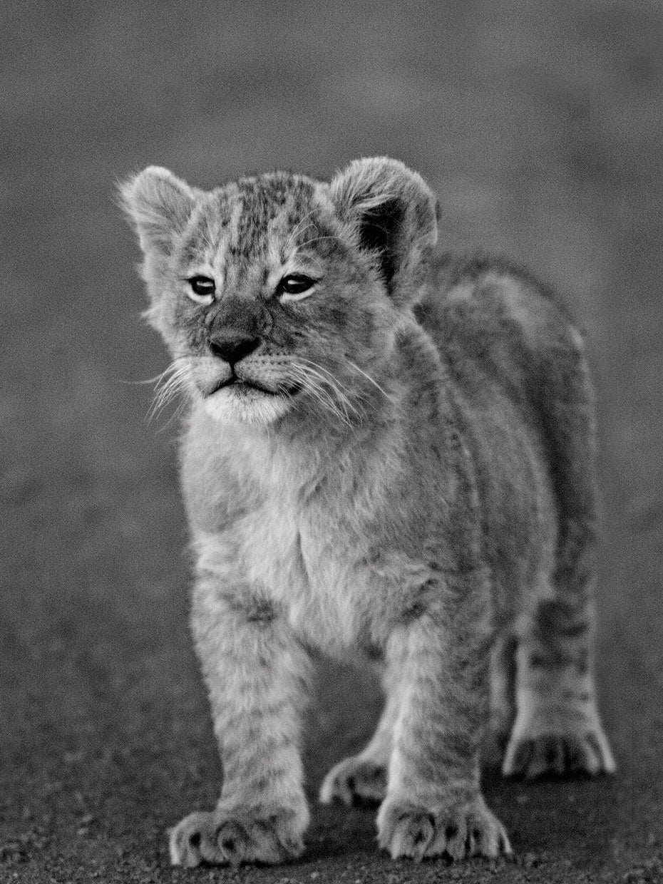 Lion Prince Cub