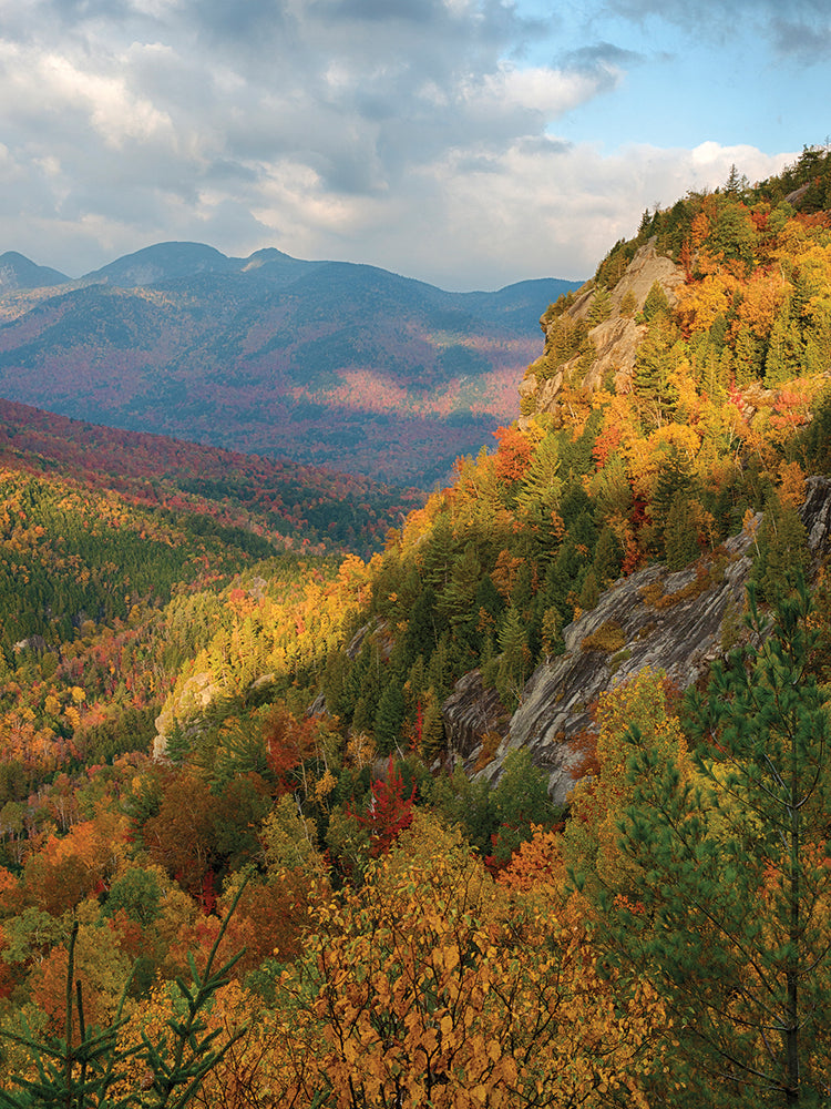 Adirondack Forest Angles