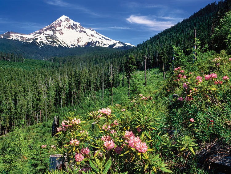 Flores de montaña de Oregon Lienzo