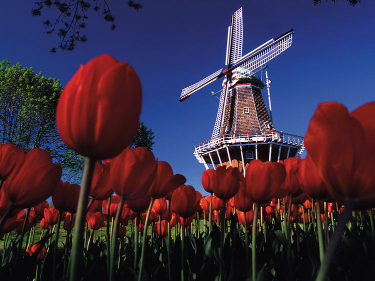 Holland Michigan Tulips
