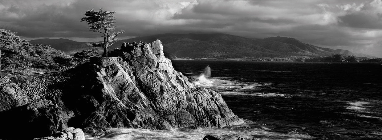 Ciprés de la costa del Pacífico Lienzo