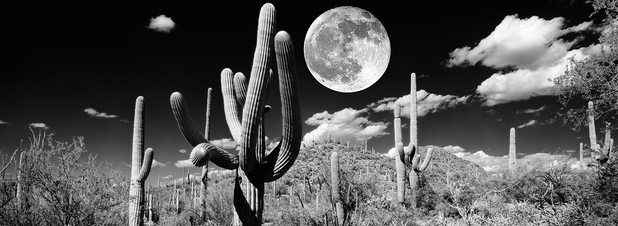 Cactus de luna llena Lienzo