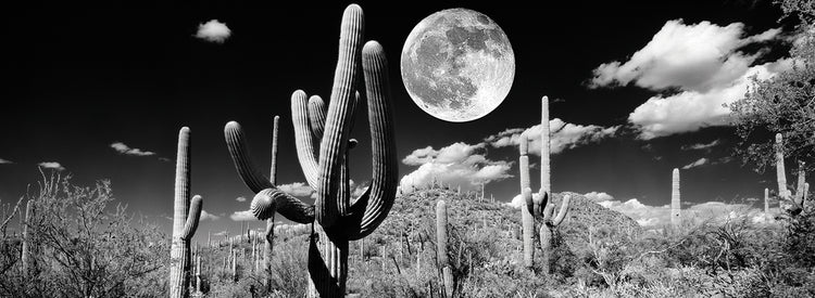 Cactus de luna llena Lienzo