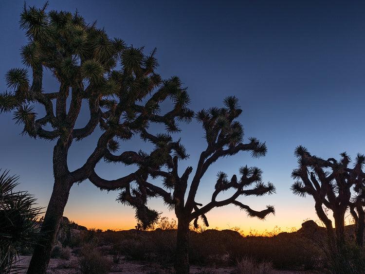 Dazzling Desert Joshua Trees
