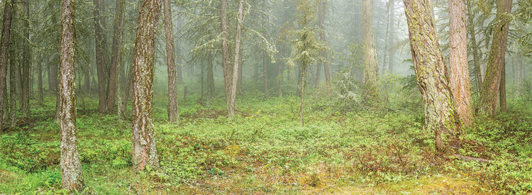 Foggy Forest Columbia Británica Lienzo