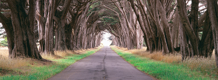 Camino del árbol de Point Reyes Lienzo
