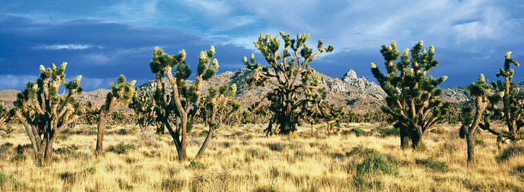 Árboles de Josué de Mojave Lienzo