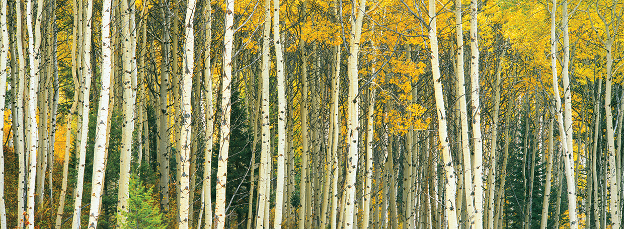Álamos tembloses de oro de Wyoming Lienzo