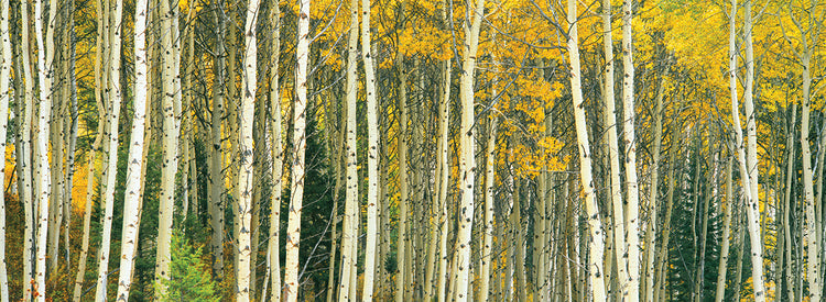 Álamos tembloses de oro de Wyoming Lienzo