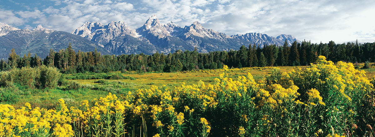 Tetons Yellow Wildflowers
