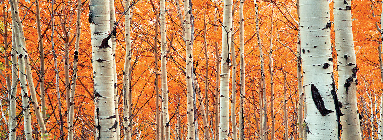 Grantie Canyon Aspens