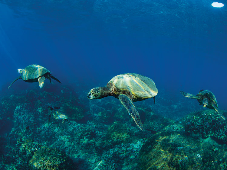 Tortugas marinas de arrecife de coral Lienzo