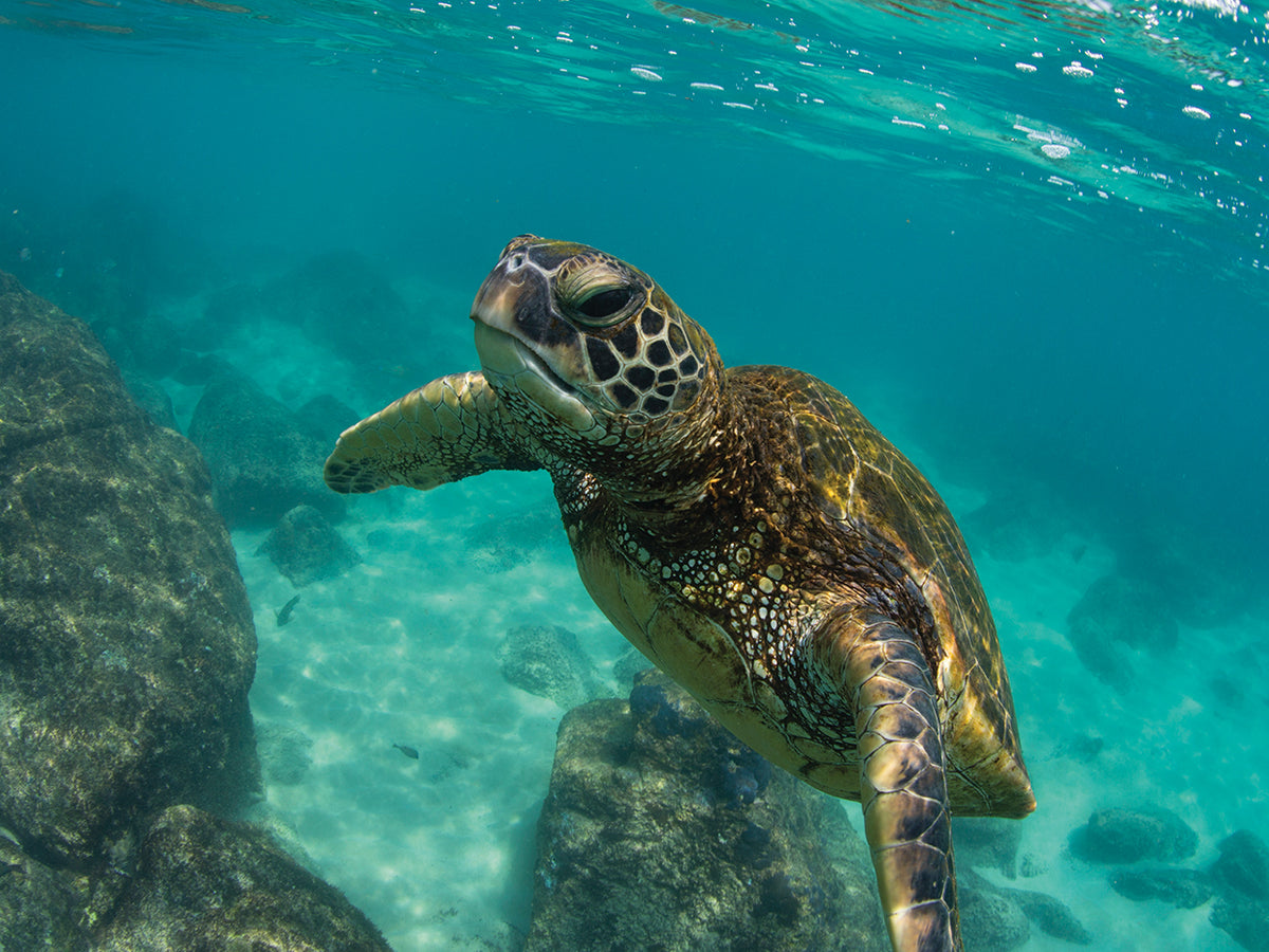 Hawaii Green Sea Turtle