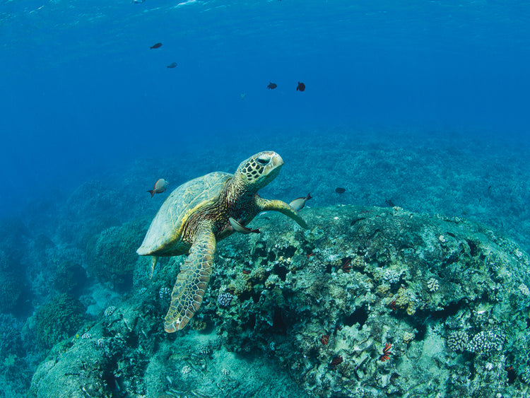 Tortuga y amigos hawai Lienzo