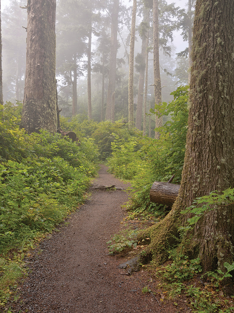 Bosque de niebla costa de oregon Lienzo