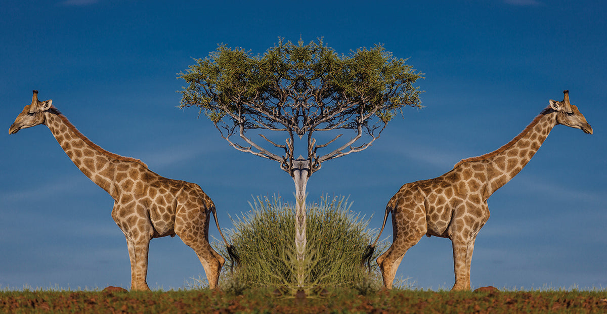 African Giraffe Twins
