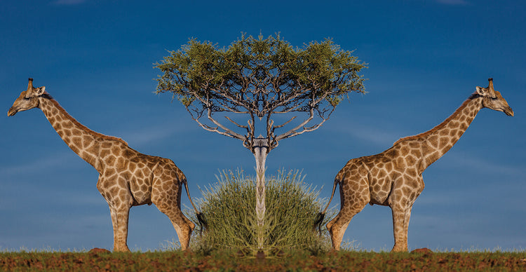Gemelos de jirafa africana Lienzo