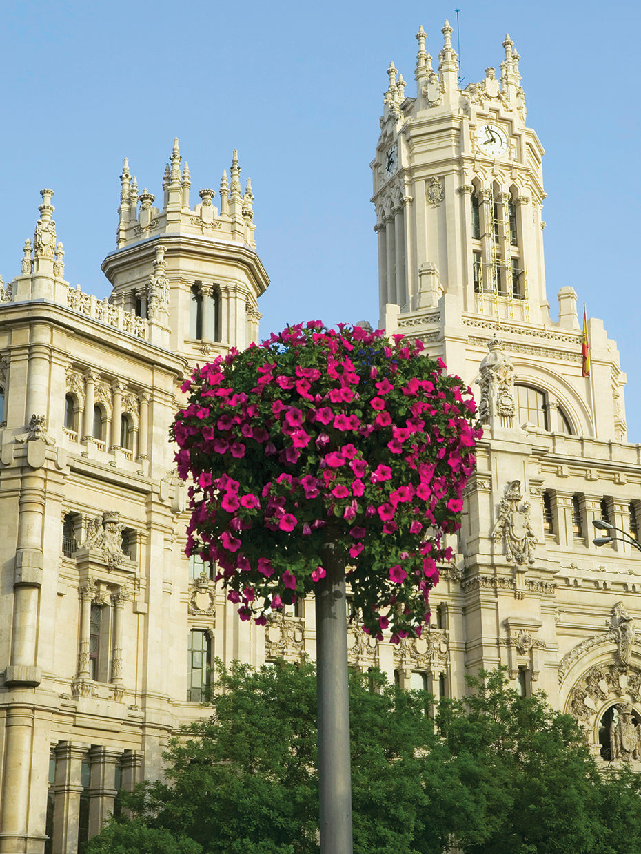 Beautiful Blooms Madrid