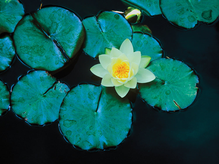 Lovely Pond Lily Pads