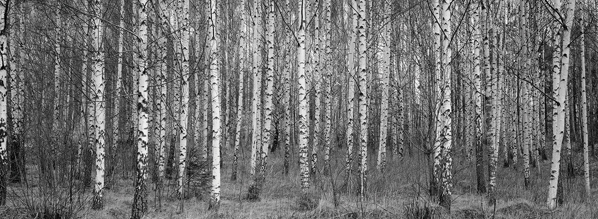 Swedish Silver Birch Grove