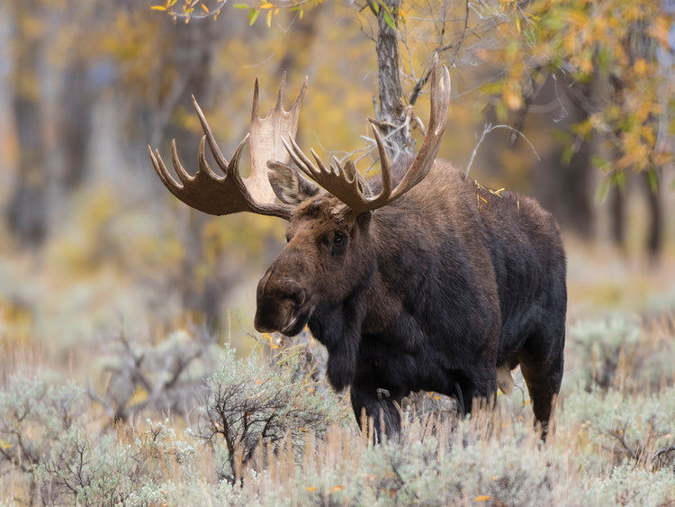 Alce toro tetons Lienzo