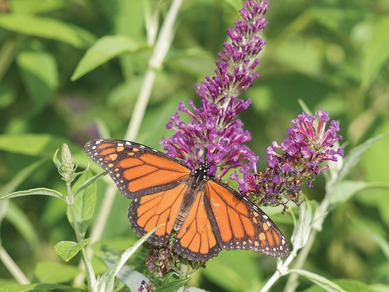 Monarch Butterfly Bloom