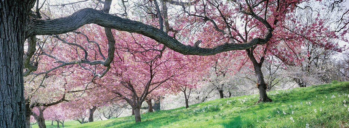 Fresh Cherry Blossoms