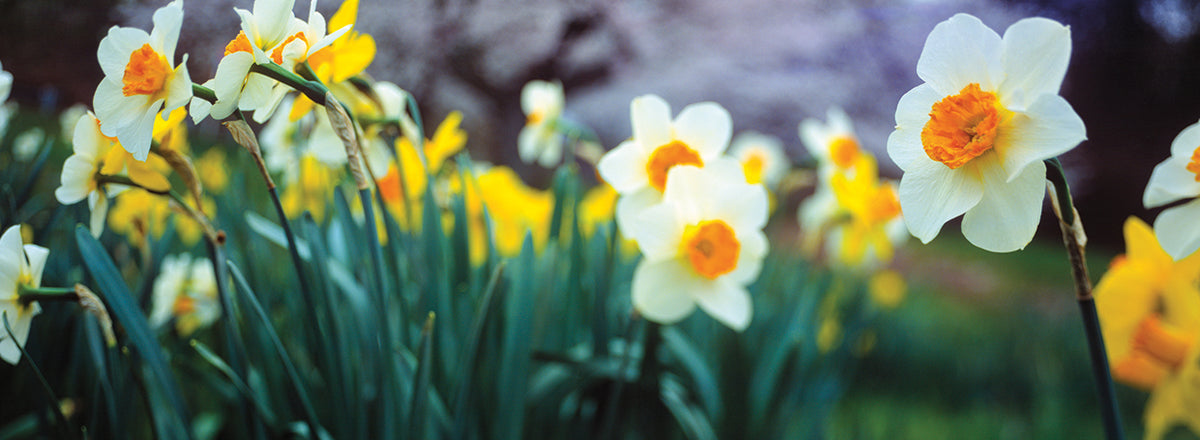 Spring Garden Daffodils