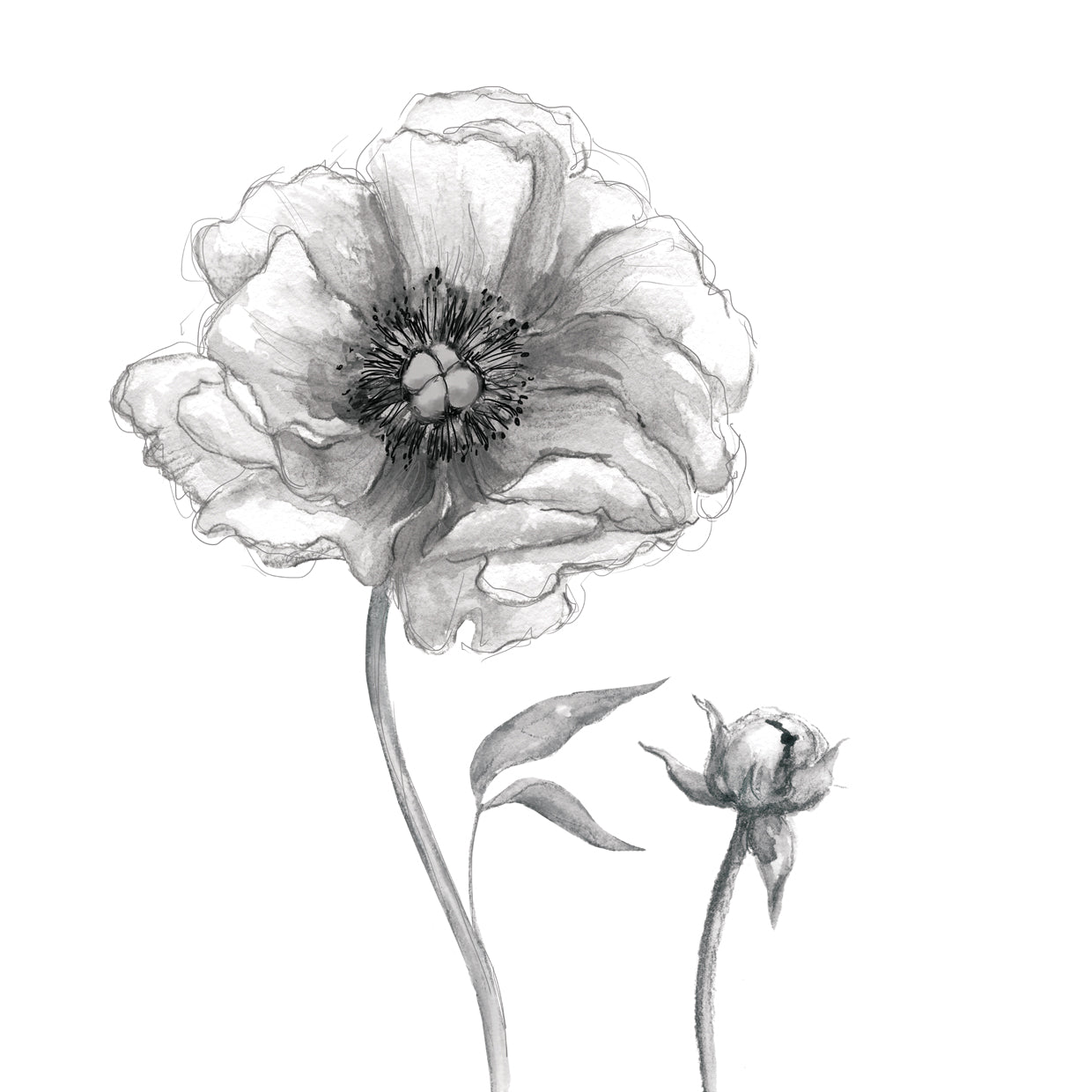 Sketchy Peony