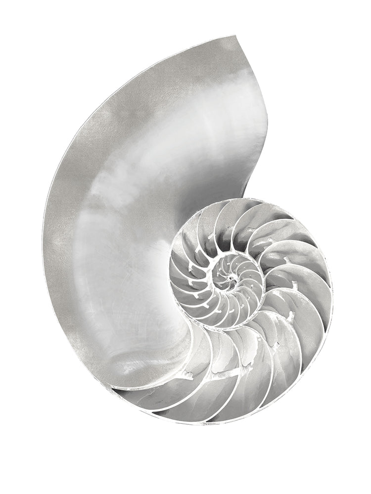 Silver Pearl Shell II