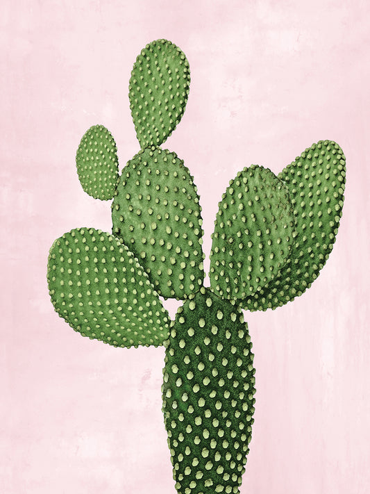 Cactus on Pink VIII Canvas Print