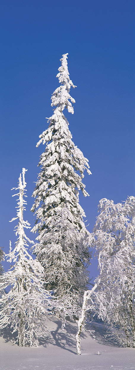 Árboles de hoja perenne de nieve escarchada alta Lienzo