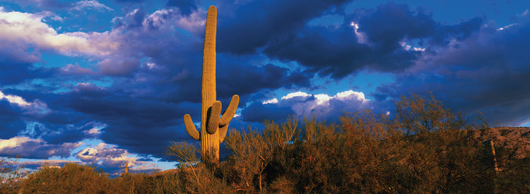 Sensational Saguaro