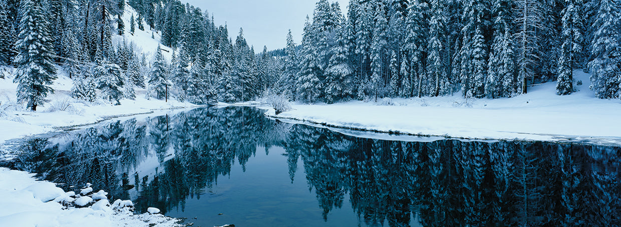 Bosque helado Tahoe Lienzo