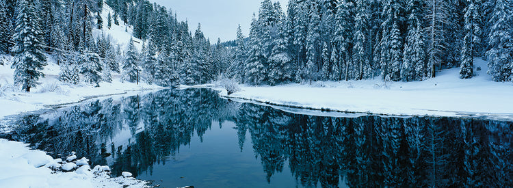 Bosque helado Tahoe Lienzo
