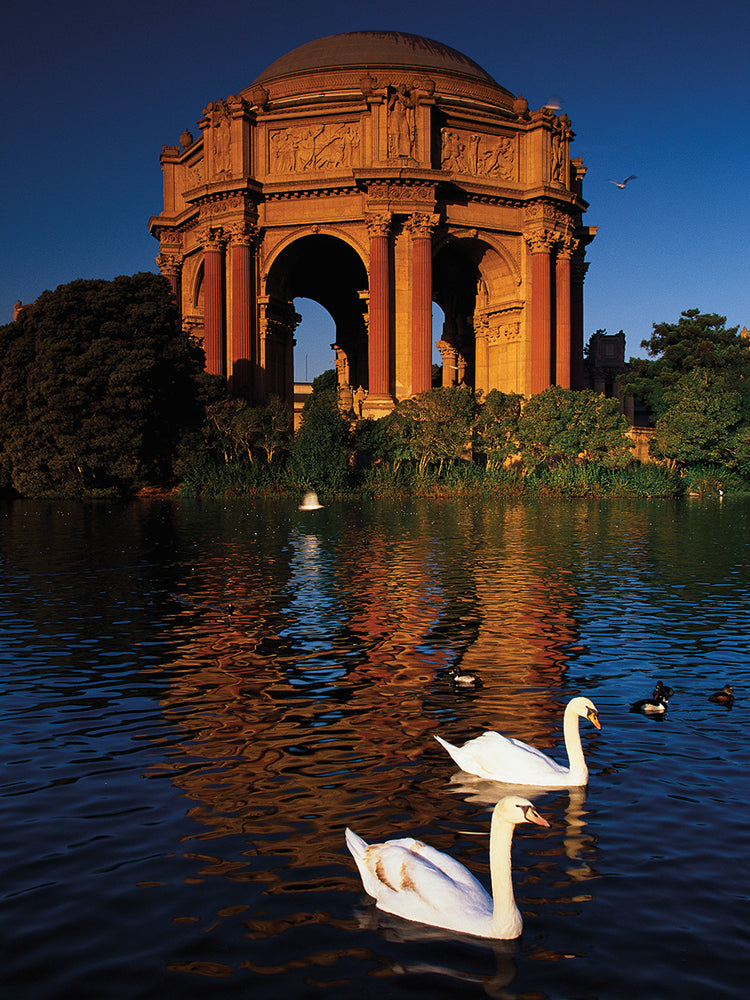 Cisnes del estanque del palacio Lienzo