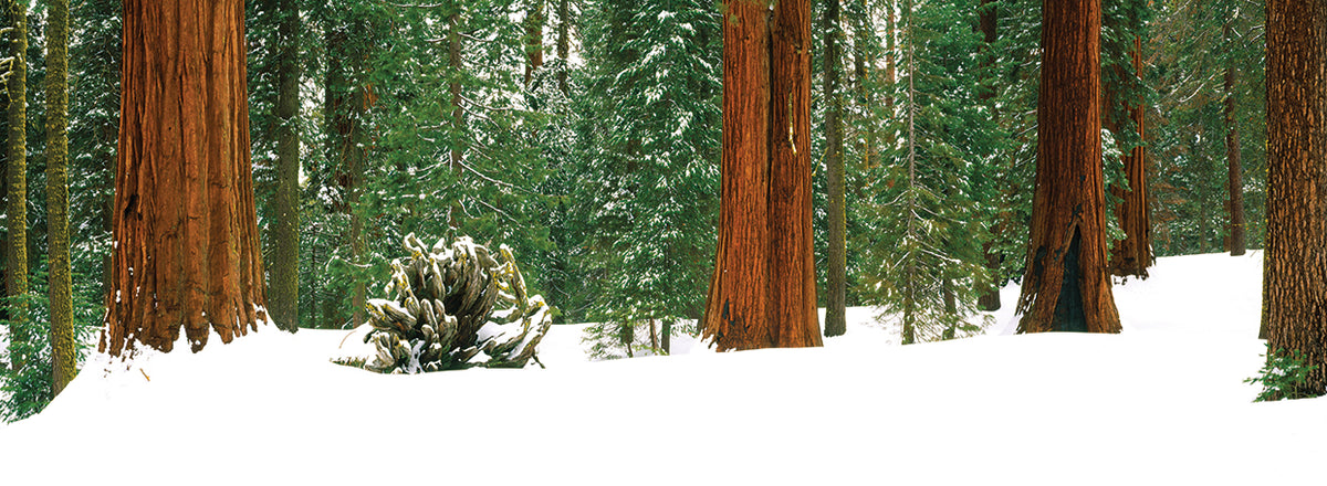 Sequoia Serentity