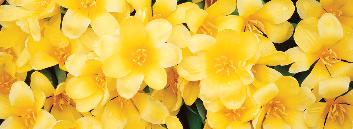 Tulipanes amarillos soleados Lienzo