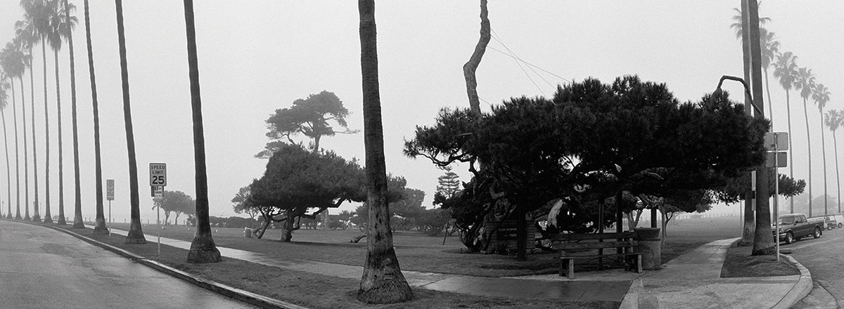 Foggy Palms San Diego